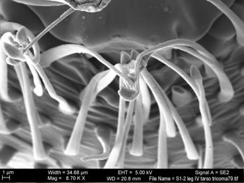 Media type: image; Invertebrate Zoology 131275